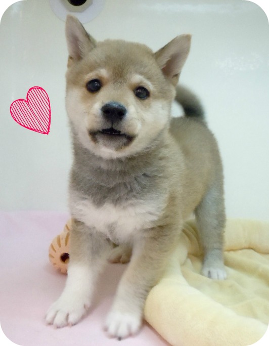 ☆柴ちゃんお引越し！☆