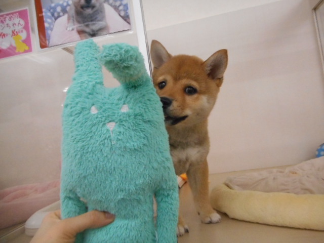 ❤。・：*　うさぎさんとしばっころん　*：・。❤