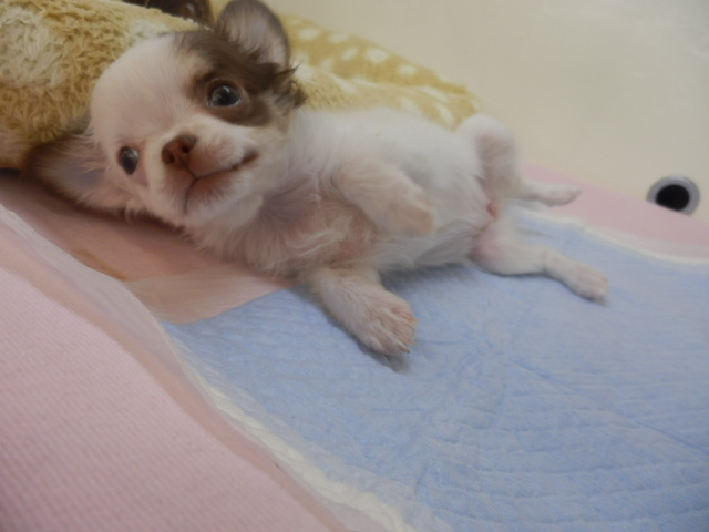 ごろりんちょ♪