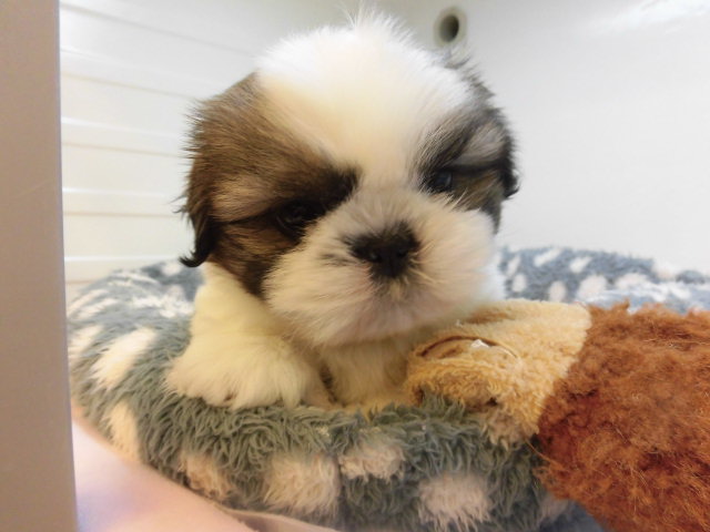 新しいおすすめ犬紹介（＾ｕ＾）