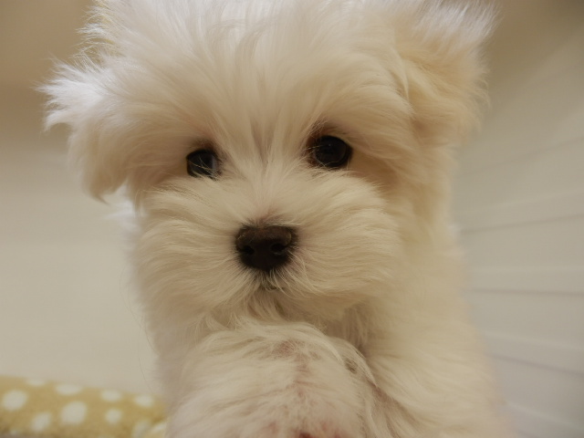 ＮＥＷおすすめ犬決定！！！