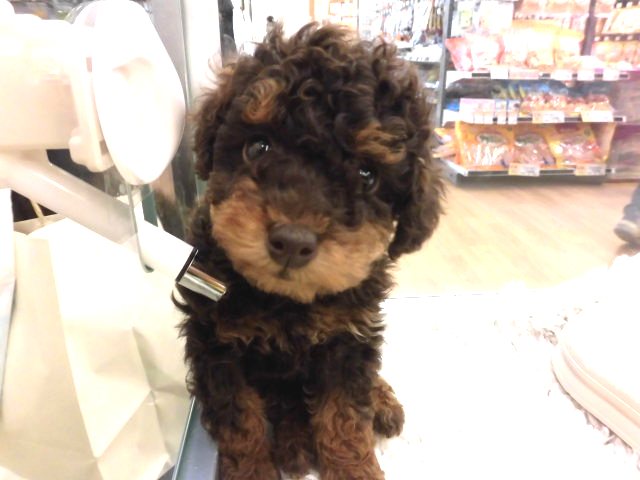 ばとんたーっち☆
