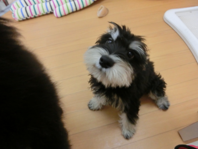 しゅーくんからご報告・・・☆