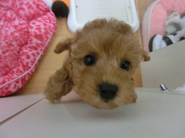 新☆おすすめわんちゃん！！
