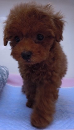 スイートエンジェル(灬╹ω╹灬)♥