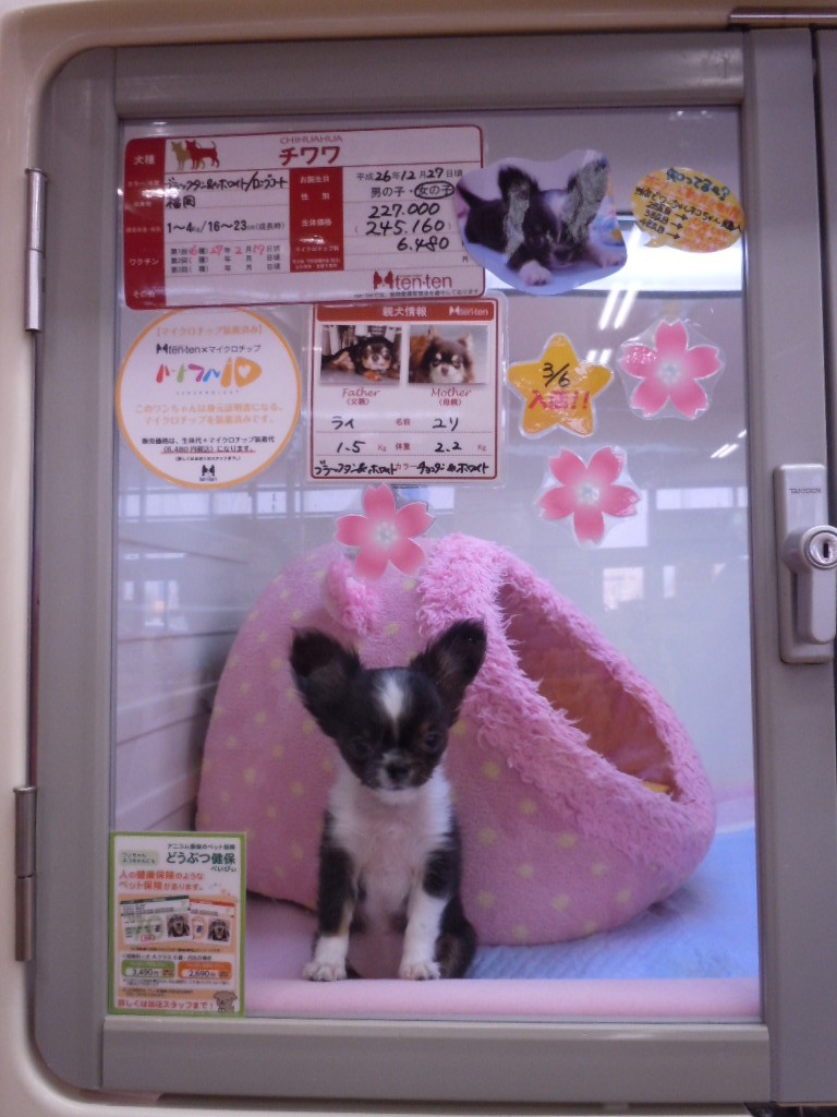 ちーたんの体重測定₍₍ ◝(‘ω’◝) ⁾⁾
