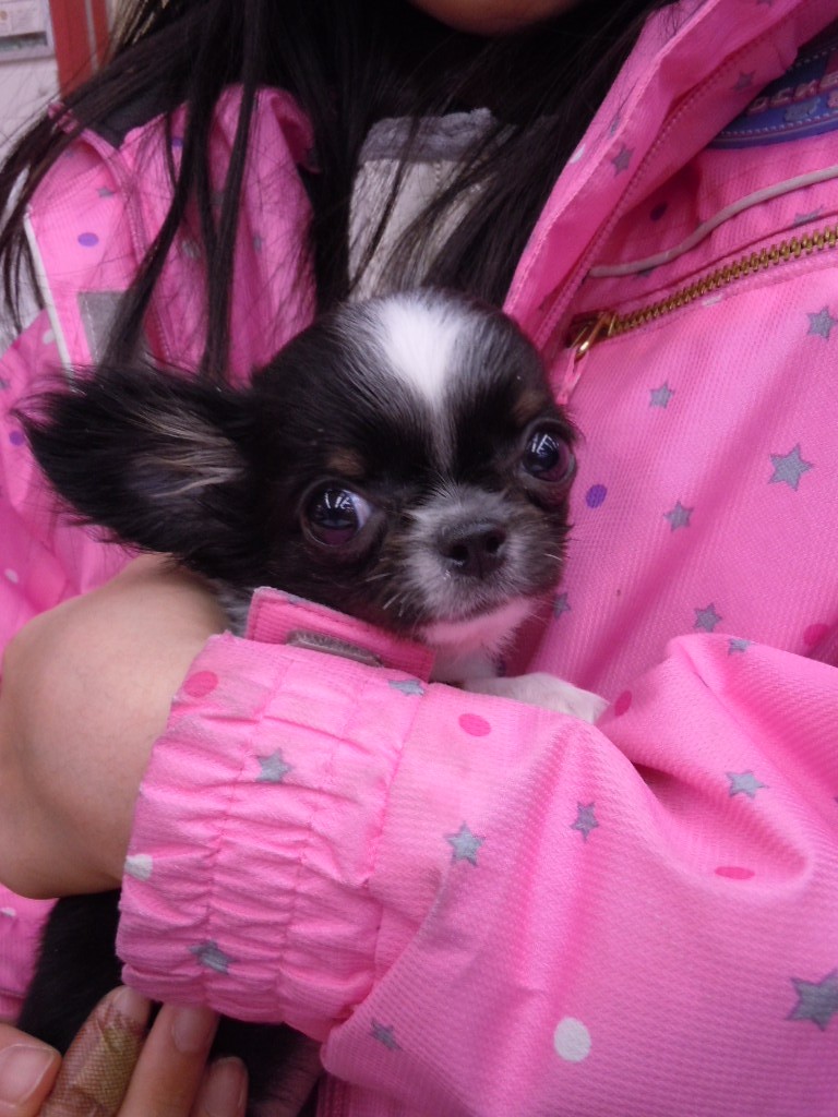 苫小牧の妖精さん(♡ >ω< ♡)