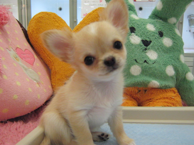 ☆オススメ犬はあたちです！☆