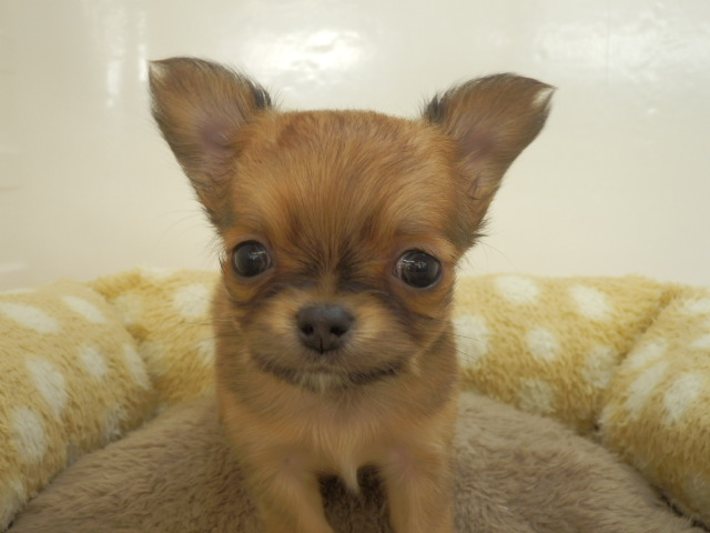 新しいおすすめ犬が決まりましたー！！