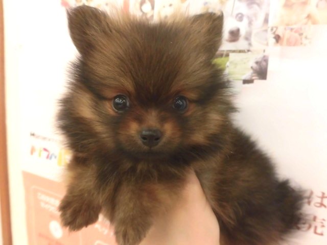 元気いっぱいポンたん(^O^)♪