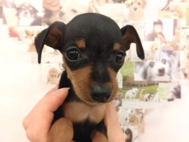 ポンたんからバトンタ～チ♪(　^O^)／＼(^O^　)♪