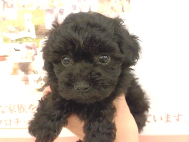 ぷーちゃん♪おすすめ犬卒業(^O^)！