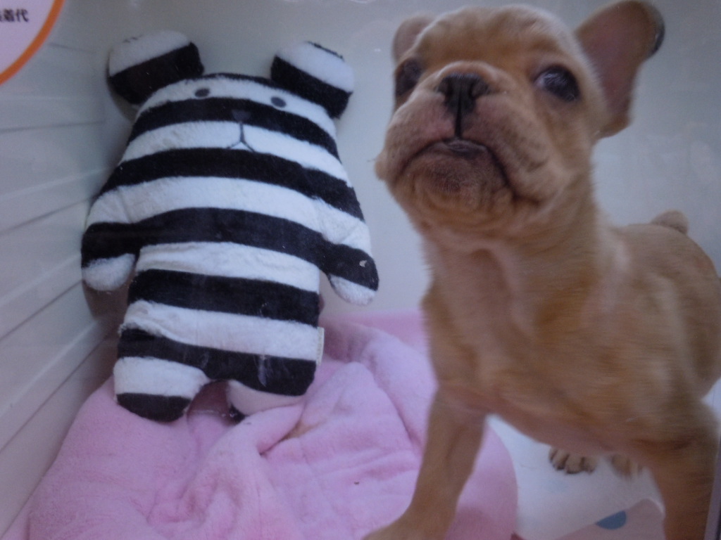 新☆オススメ犬