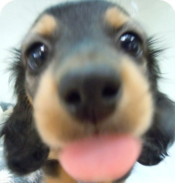 ☆今日のダックスちゃん♪☆