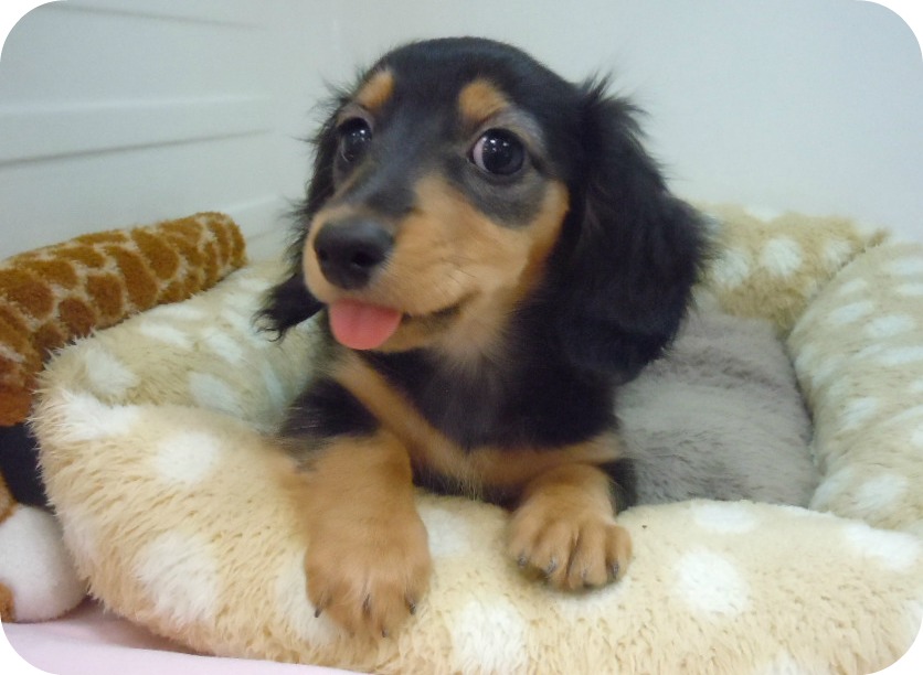 ★甘えっ子ダックちゃん♪★