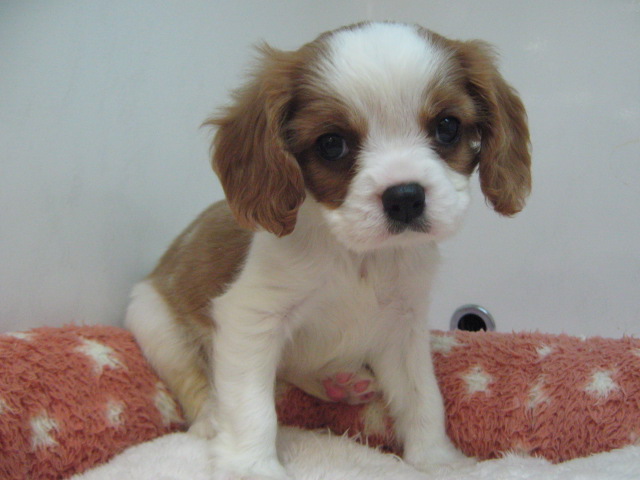 ☆オススメ犬が決まりました☆