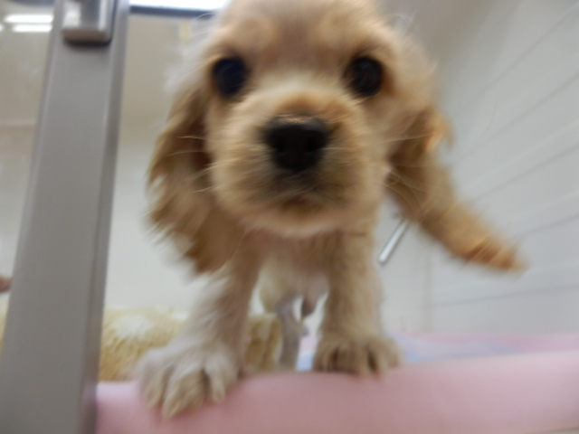 コーちゃんよりお知らせ☆
