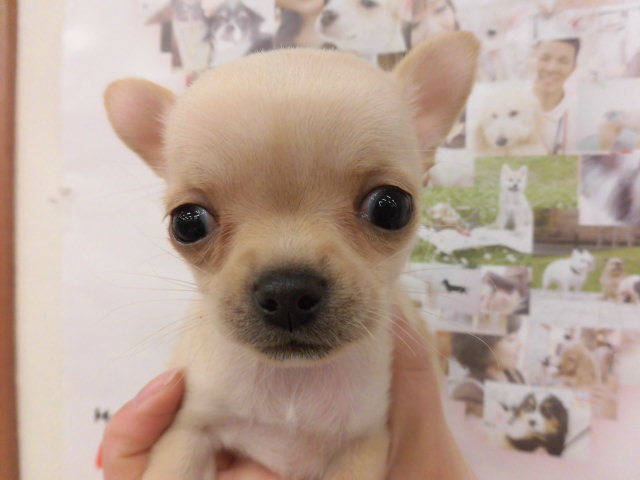ちーちゃん、マミちゃんになるの巻き！