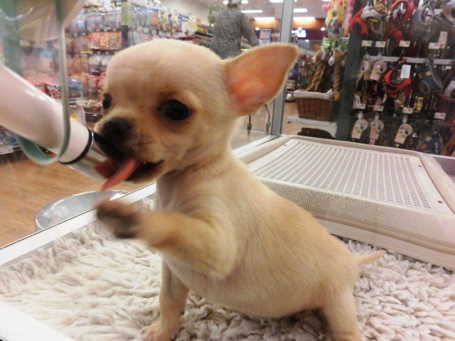 新しいおすすめワンちゃん紹介します(^ム^)