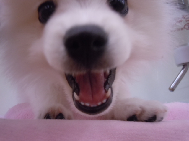 お知らせで～～～～～す(^―^)