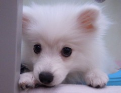 スーちゃん芸を覚えた！？