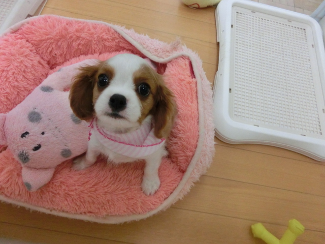 キャバちゃん写真集～！