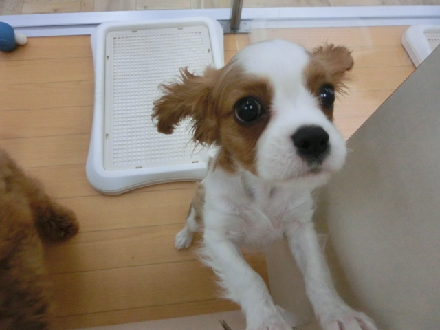 おいらの得意技だい!!