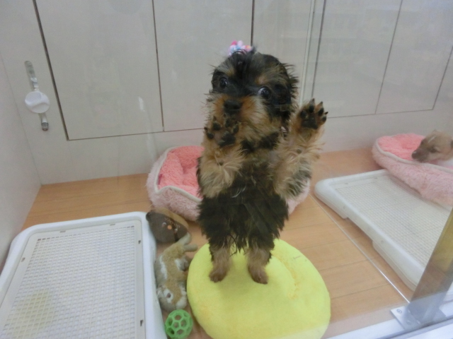 ♪よっぴ＆ぷーちゃん特集♪