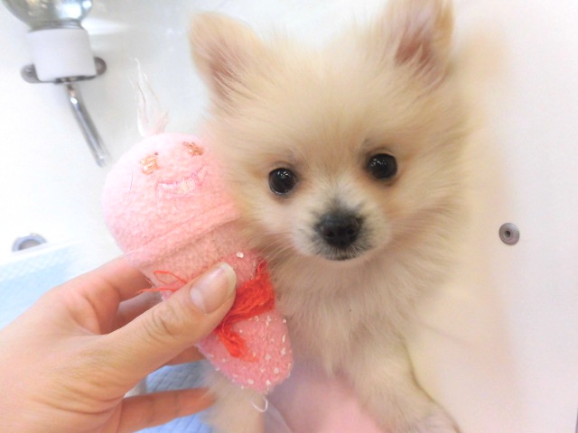 お家が決まりましたーヾ(●･ｖ･人･ｖ･○)ﾉ