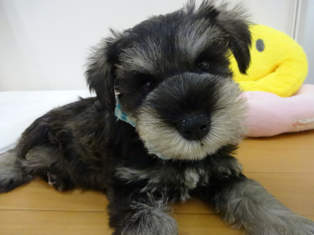 ☆　NEWおすすめ犬誕生！　☆