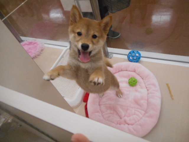 ❤　おてんばパワー炸裂おまめさん　❤