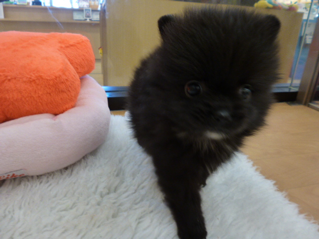 ぽんちゃんデビュー！！