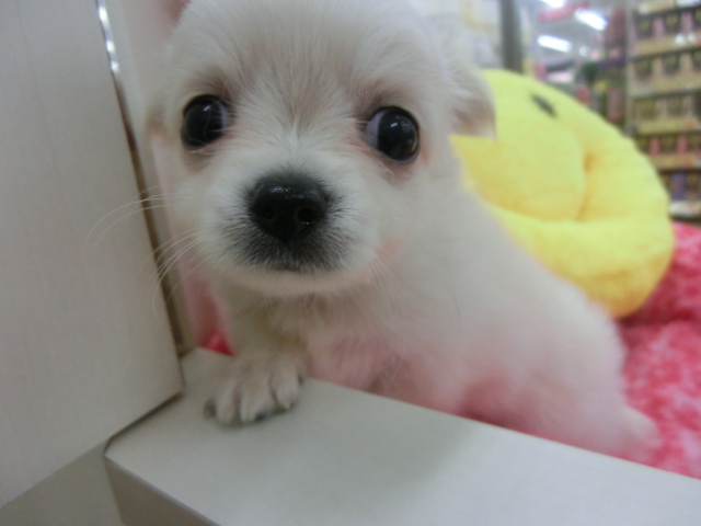 ♪WELCOMEちーたん♪　トリミング本日の空き状況☆