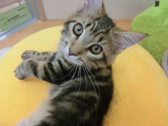 子猫ちゃんの様子をご紹介☆　明日のトリミング状況☆