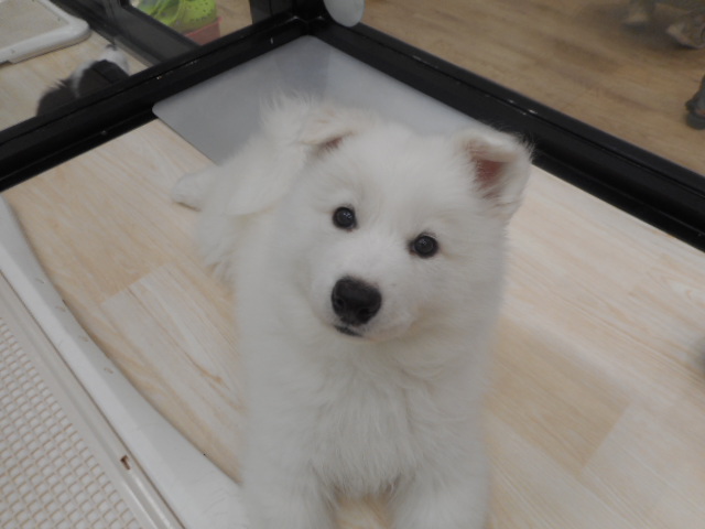 サモエです！！