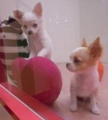 ちー坊デビュー☆！