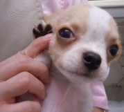 ちー坊緊張！！