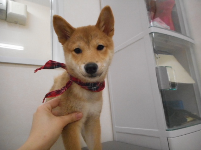 ❤　おまめさんの着こなし☆ファッションショー　❤