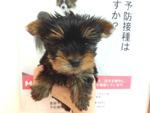 チーやんからのお知らせヾ(‘ω’)ﾉばとんたっち！！