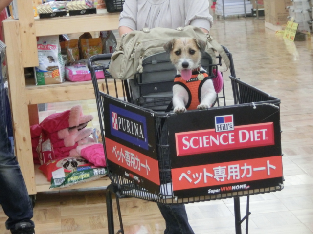 ♫えなちゃん☆そらちゃんご紹介♫　明日のトリミング状況