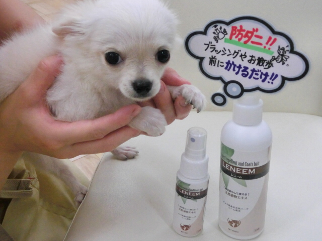 レニーム・ハイドロチャージご紹介とトリミング状況