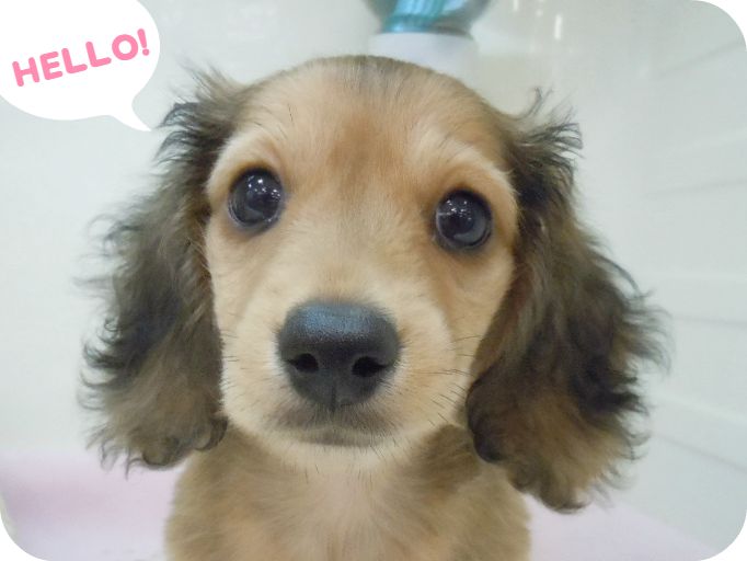 ☆本日のダックスちゃん♪☆