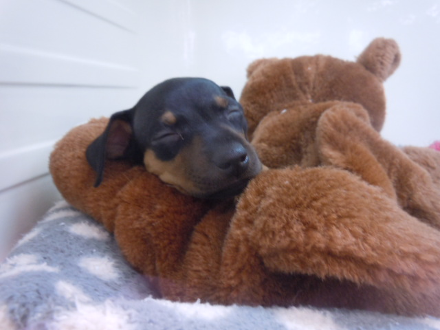 新しいおすすめ犬は～！？