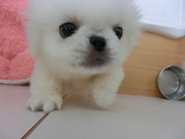 ジャックちゃんからのお知らせとぺったん登場
