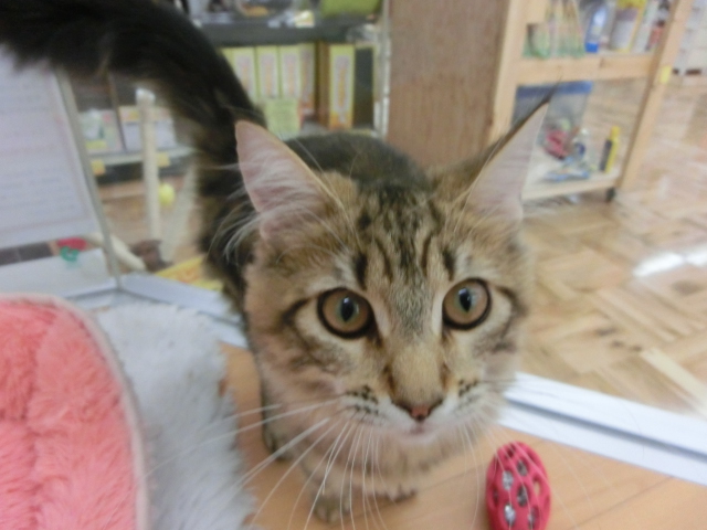 本日のトリミング状況♫