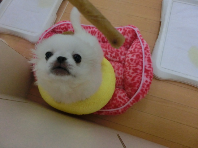 ぺったんの大好きなおやつ♡