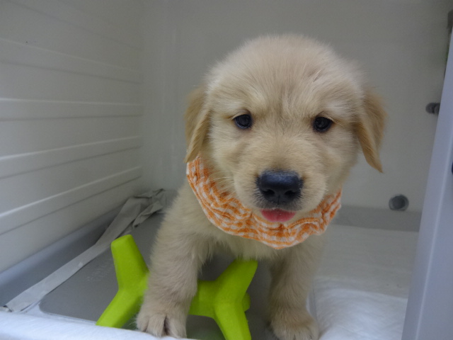 ☆　ＮＥＷ　おすすめ犬誕生！　☆