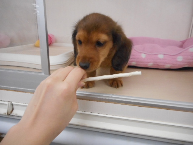 ❤　おかっぱりん元気リンリン　❤
