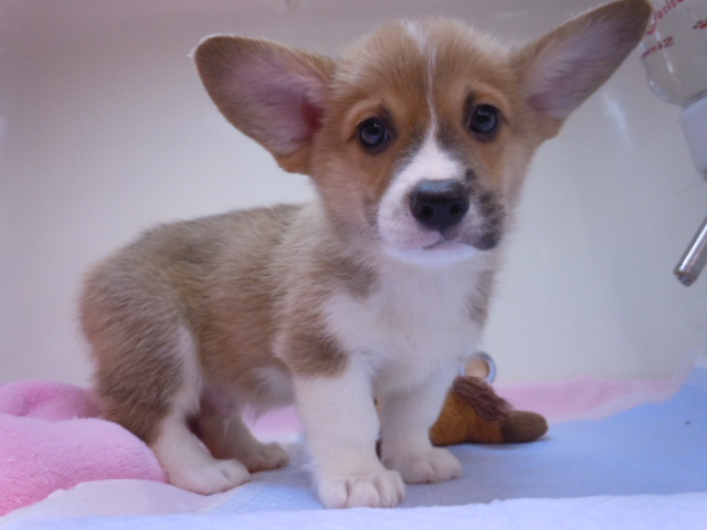 新！おススメ犬☆
