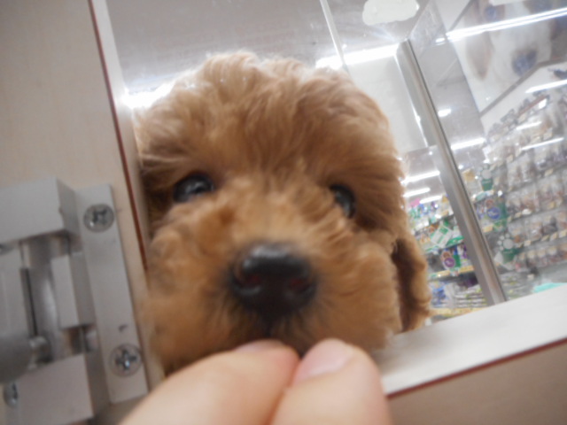 ★☆❤　やさしいおかおのあぷりんちゃん　❤☆★